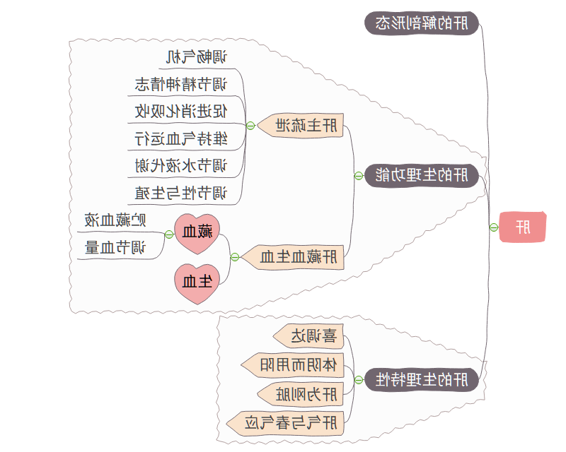 五脏思维导图